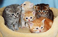 Bunte Truppe